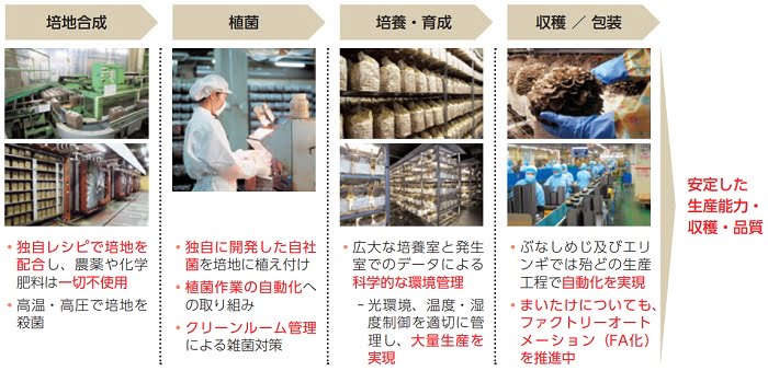 雪国まいたけのきのこの生産及び商品の特徴