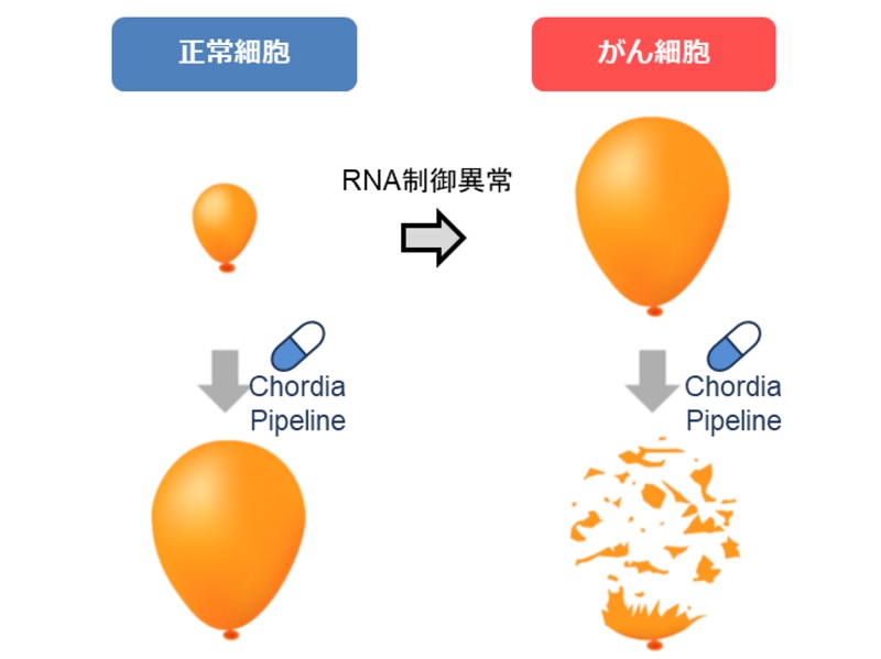 chordia-therapeuticsのRNA制御ストレス