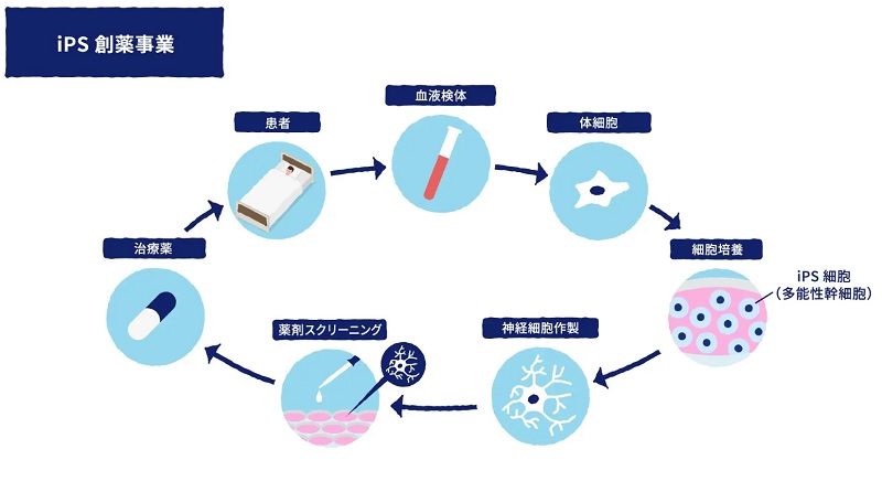 iPS創薬事業