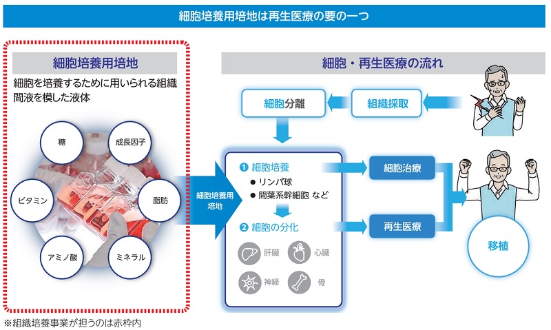 コージンバイオの組織培養事業