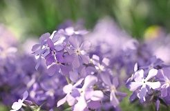 2025年4月までに実施された立会外分売の騰落率ベスト5