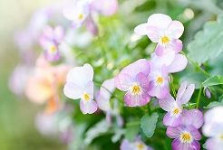 2025年4月までのIPOはイマイチ