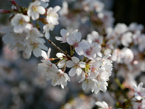 3月はIPOラッシュか